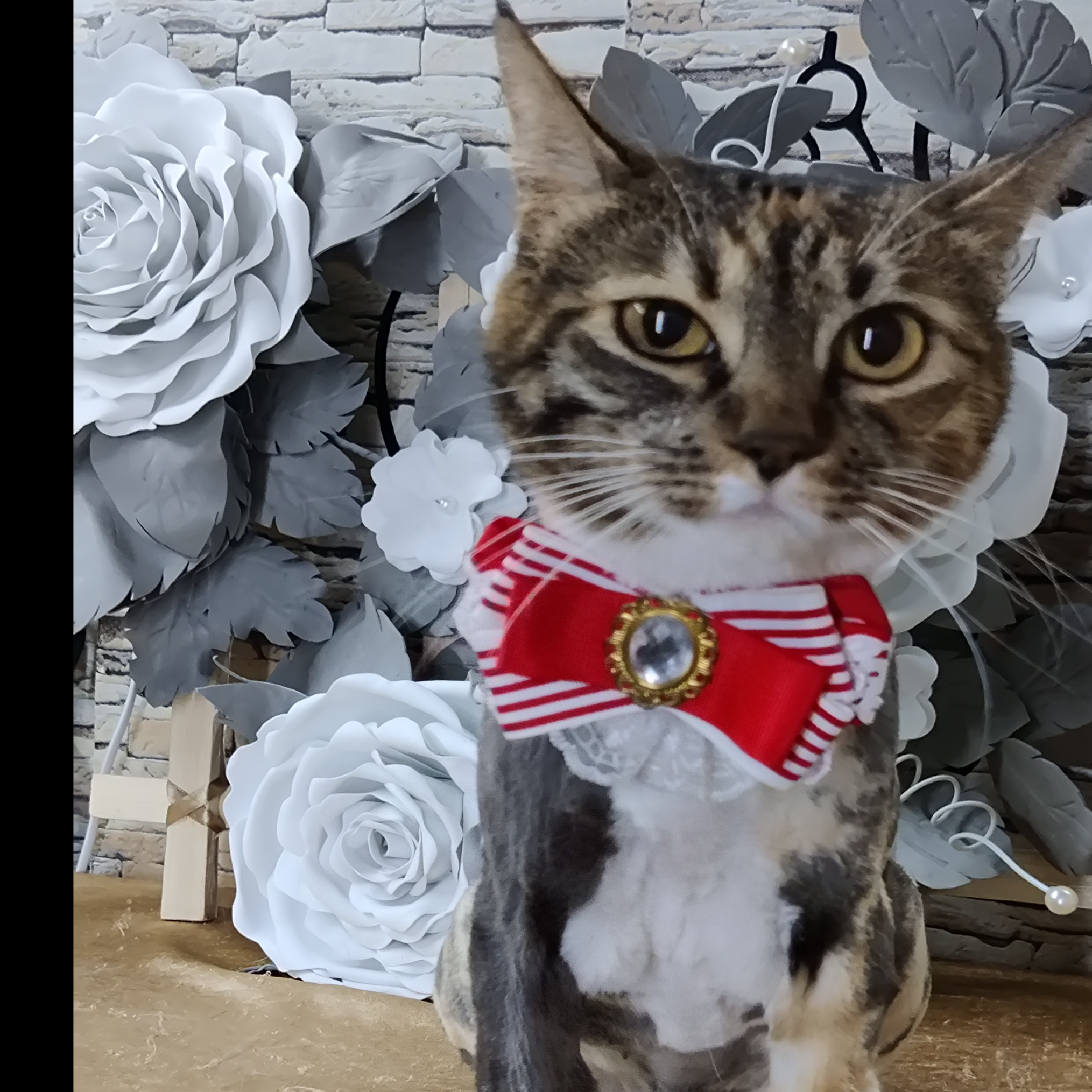 Стрижка/бритьё кошки/кота