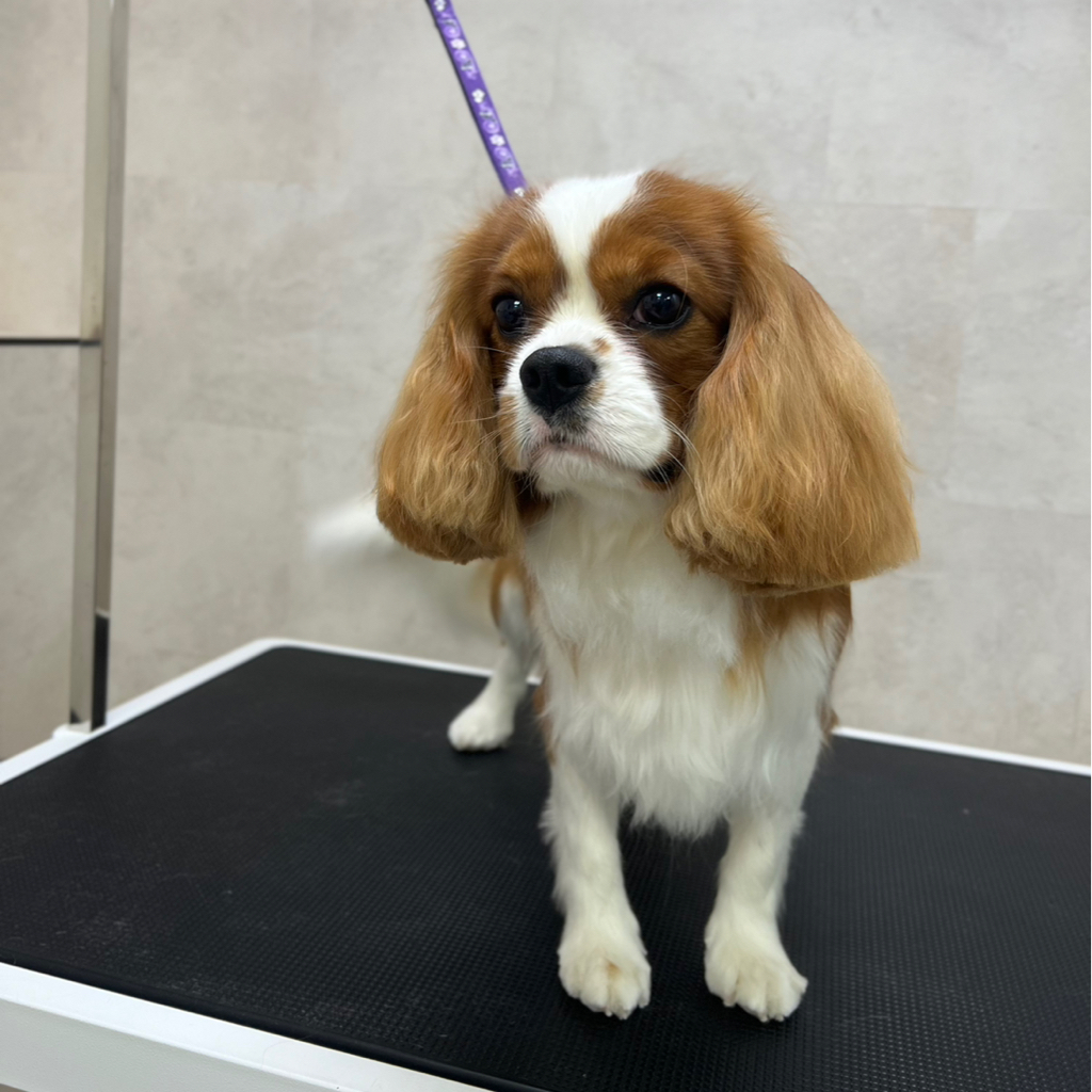 Кавалер кинг чарльз спаниель Гигиенический комплекс