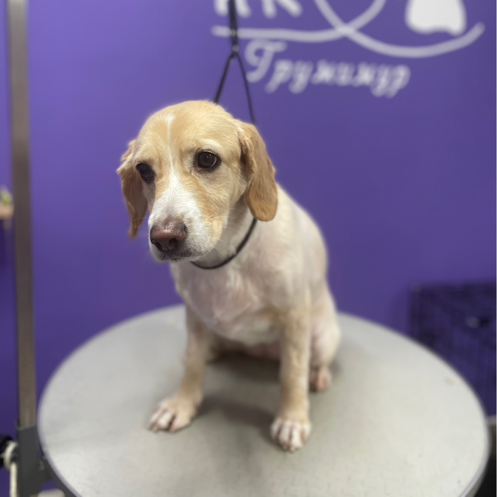 Стрижка спаниеля по породе с триммингом