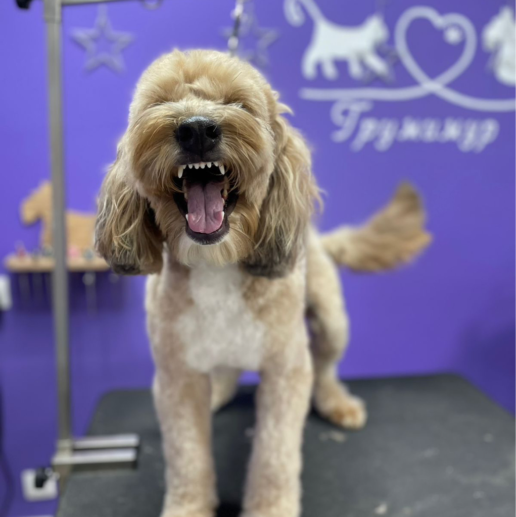 Комплекс Лабрадудля