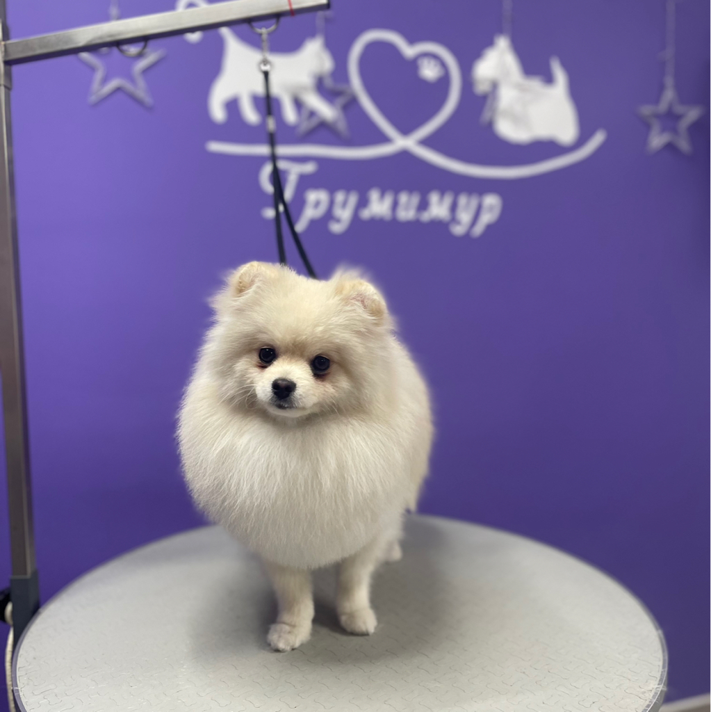 Шпиц немецкий от 35 см