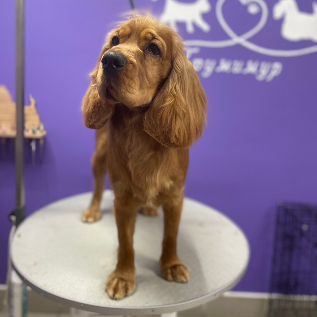 Комплекс спаниеля по породе( американский, русский, английский)