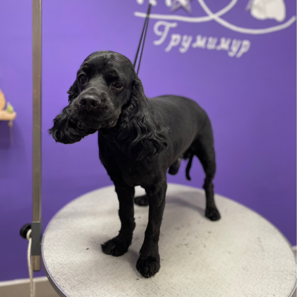 Стрижка спаниеля под призывника