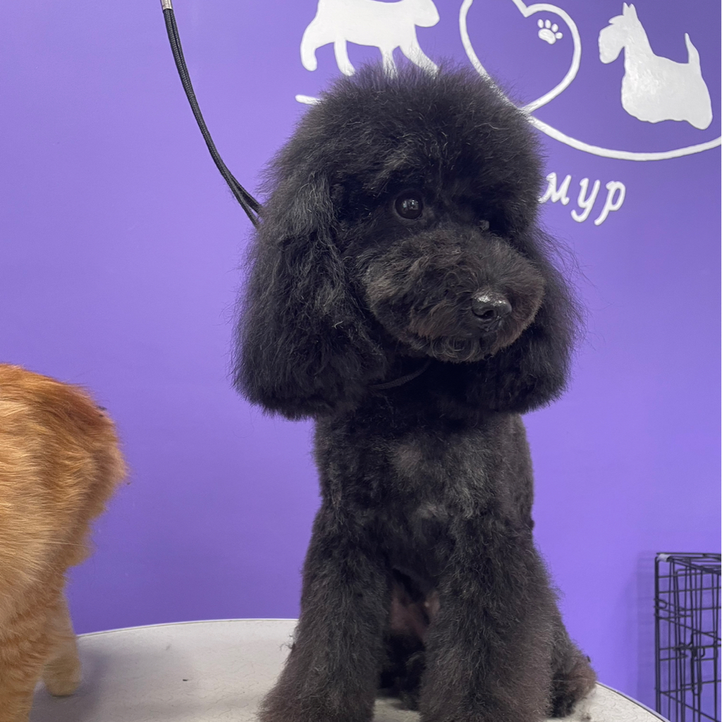 Стрижка пуделя, мальтипу под мишка Тедди