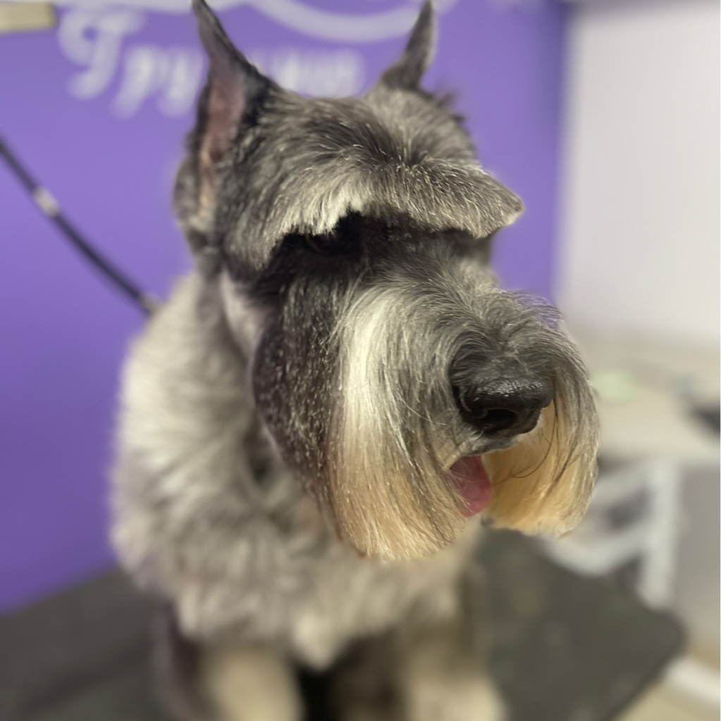 Миттельшнауцер