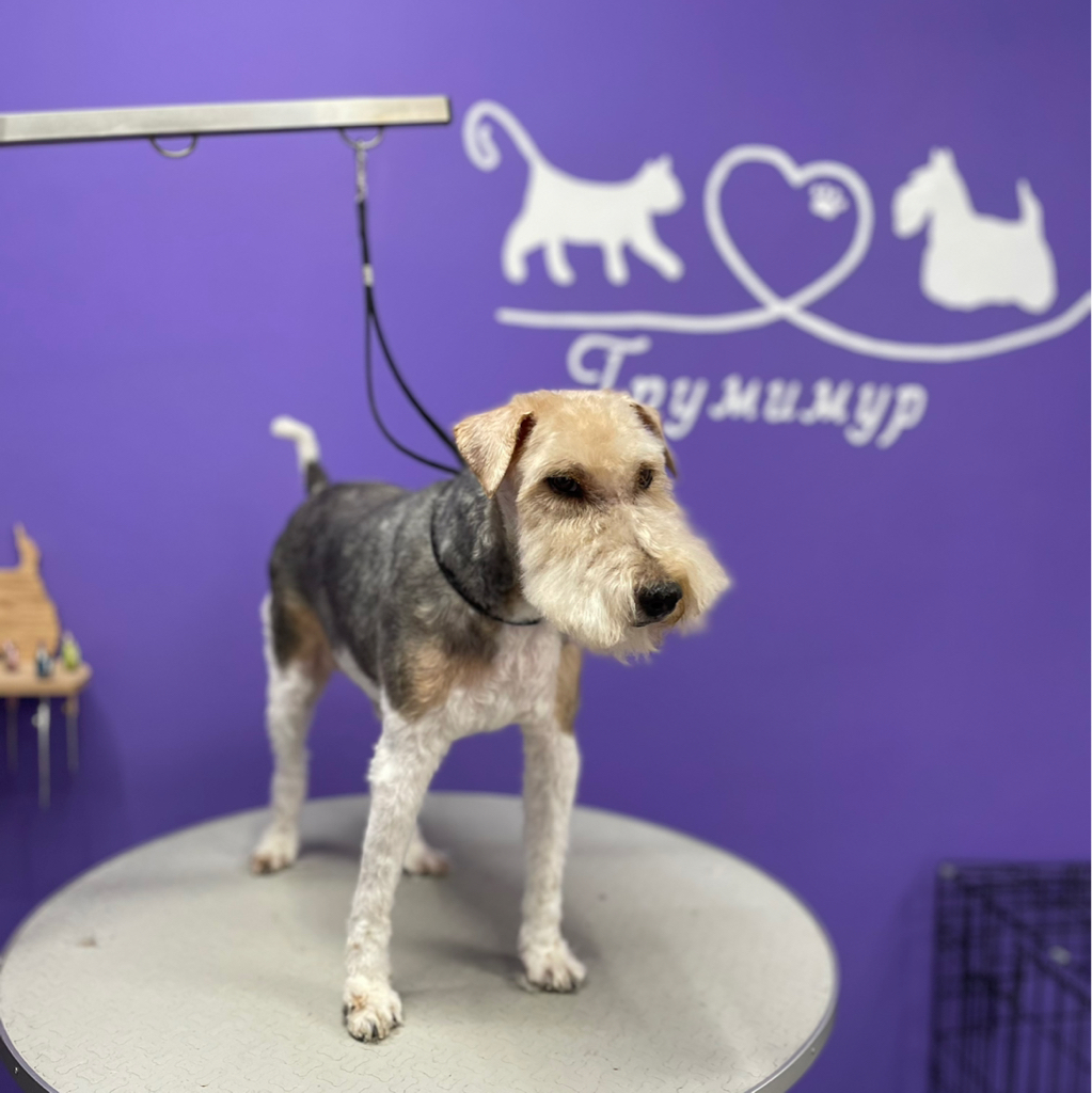 Фокстерьер стрижка комплекс