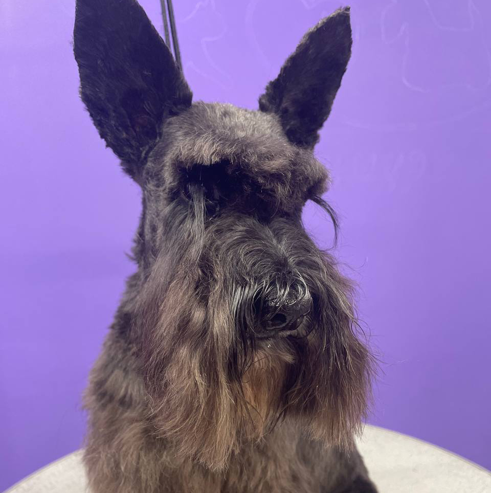 Комплекс цвергшнауцер