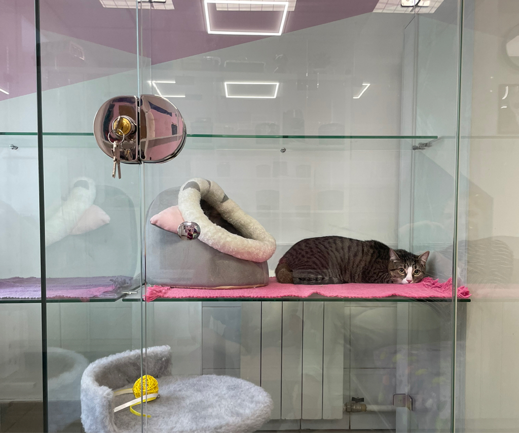 Зоогостиница Бронь номера от 2х суток предоплата 50%