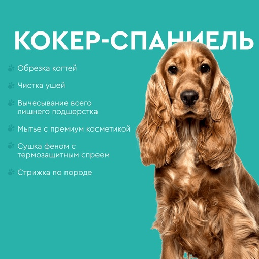 Английский кокер-спаниель