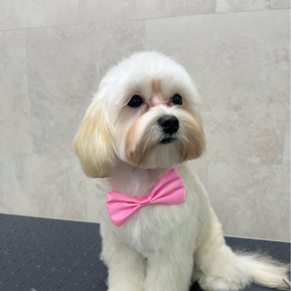 Мальтипу комплекс Стрижка (колтуны не включены) 2,5 - 4кг