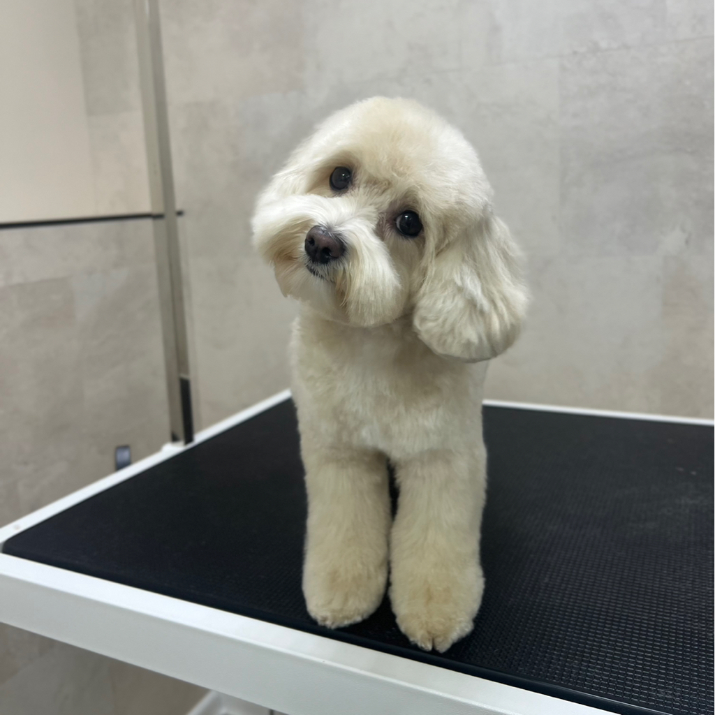 Мальтипу комплекс Стрижка (колтуны не включены) от 4кг