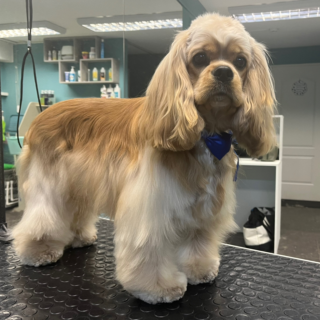 Американский кокер-спаниель стриппинг+модельная стрижка