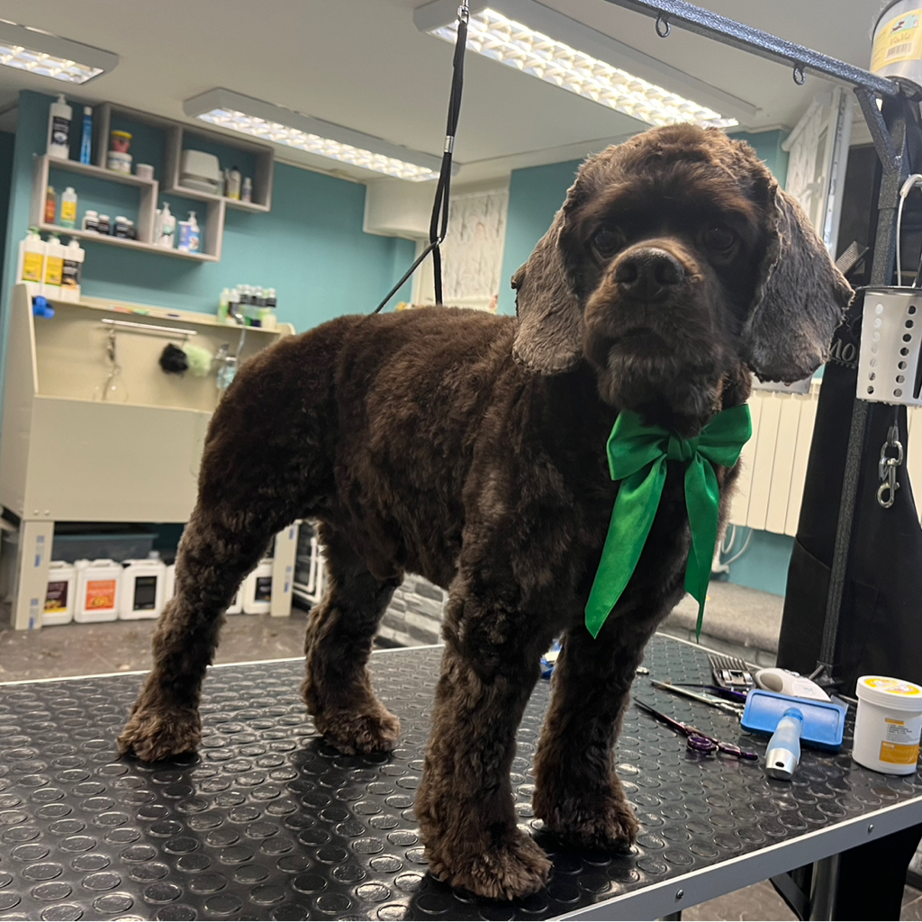 Американский Кокер-спаниель п/м +мытье