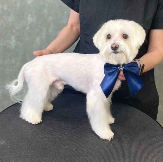 Мальтезе (мальтийская болонка) комплекс