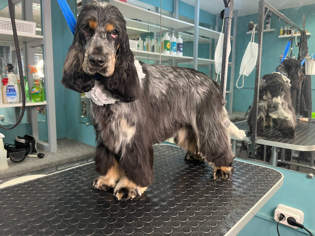 Английский кокер-спаниель модельная стрижка