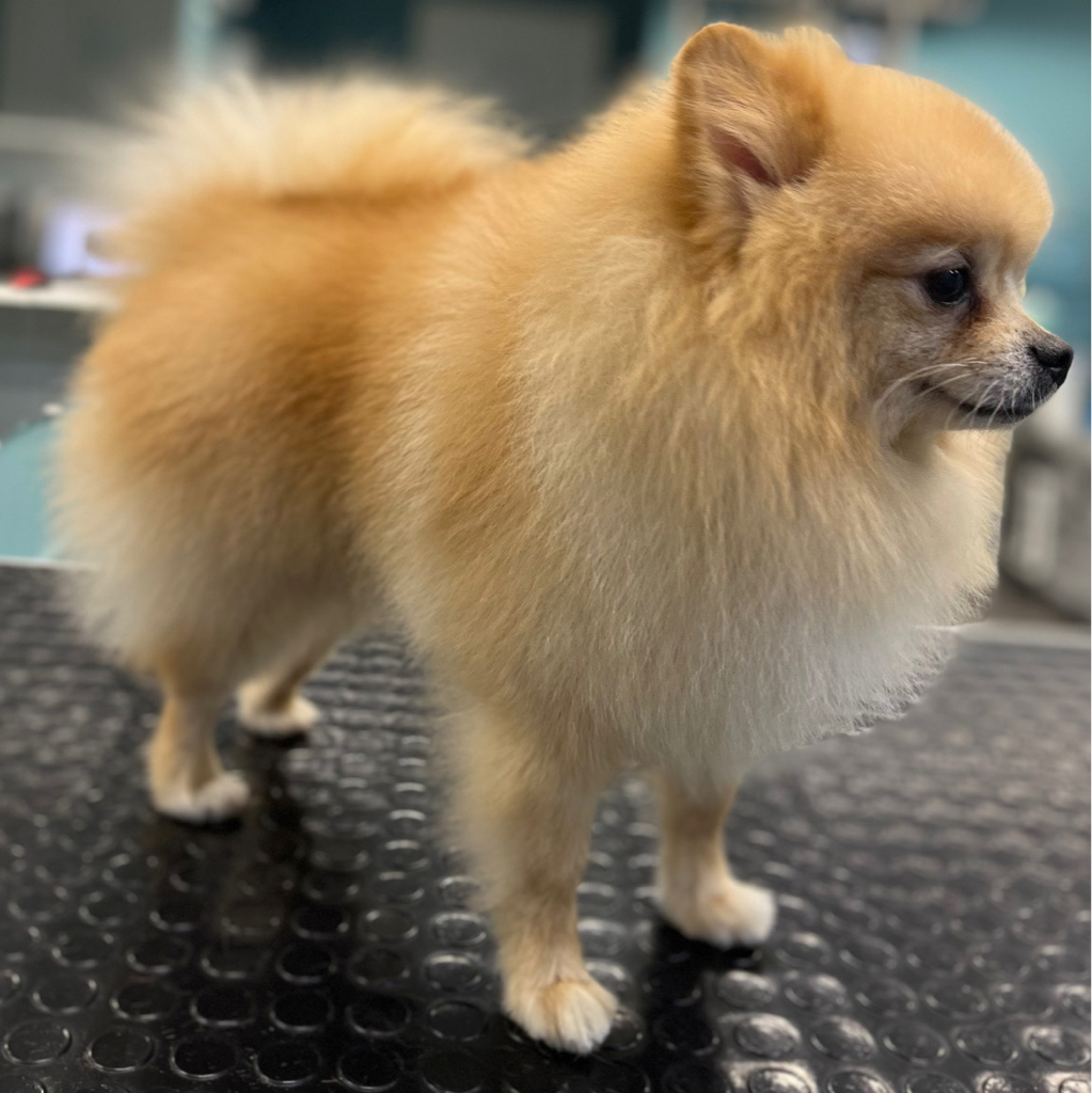 Шпиц КОМПЛЕКС померанский/немецкий (до 4 кг)