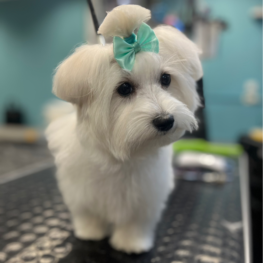 Мальтезе гигиеническая стрижка