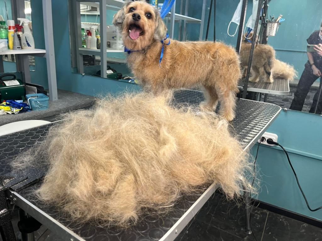 Такса жесткошерстная тримминг