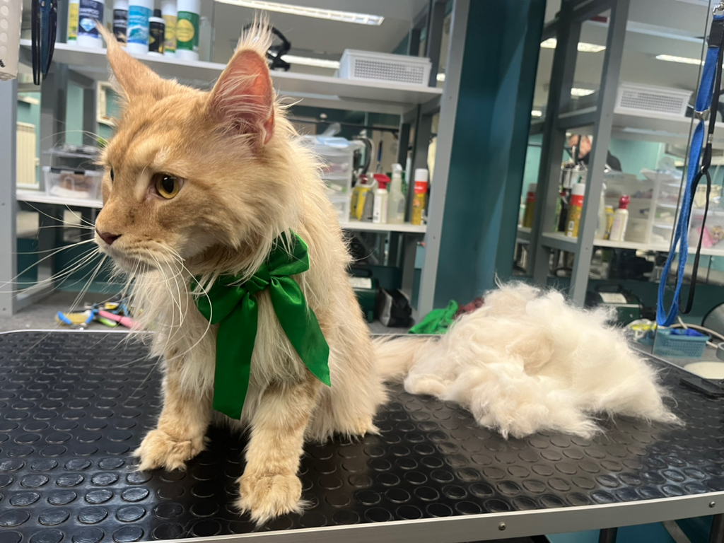 Мейн-кун вычесывание более 10кг