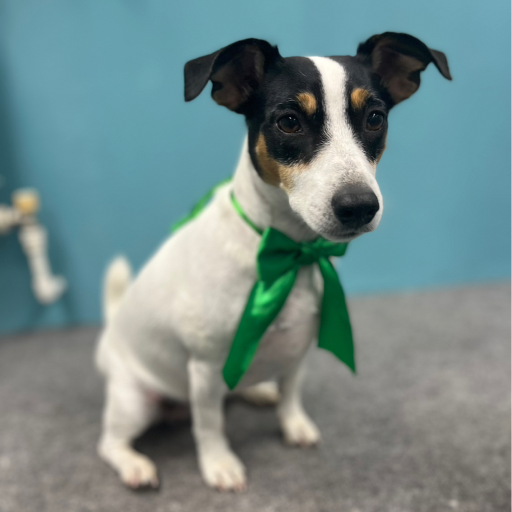 Джек-Рассел терьер экспресс-линька