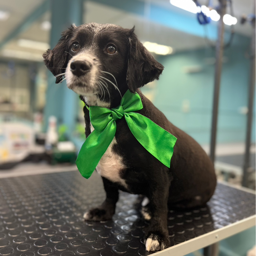 Метис до 10кг комплекс