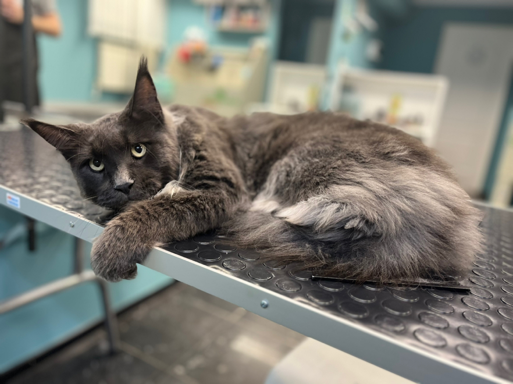 Мейн-Кун вычесывание/мытье более 10кг