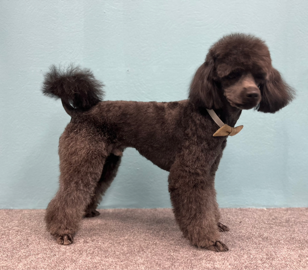 Пудель малый 35-45см комплекс