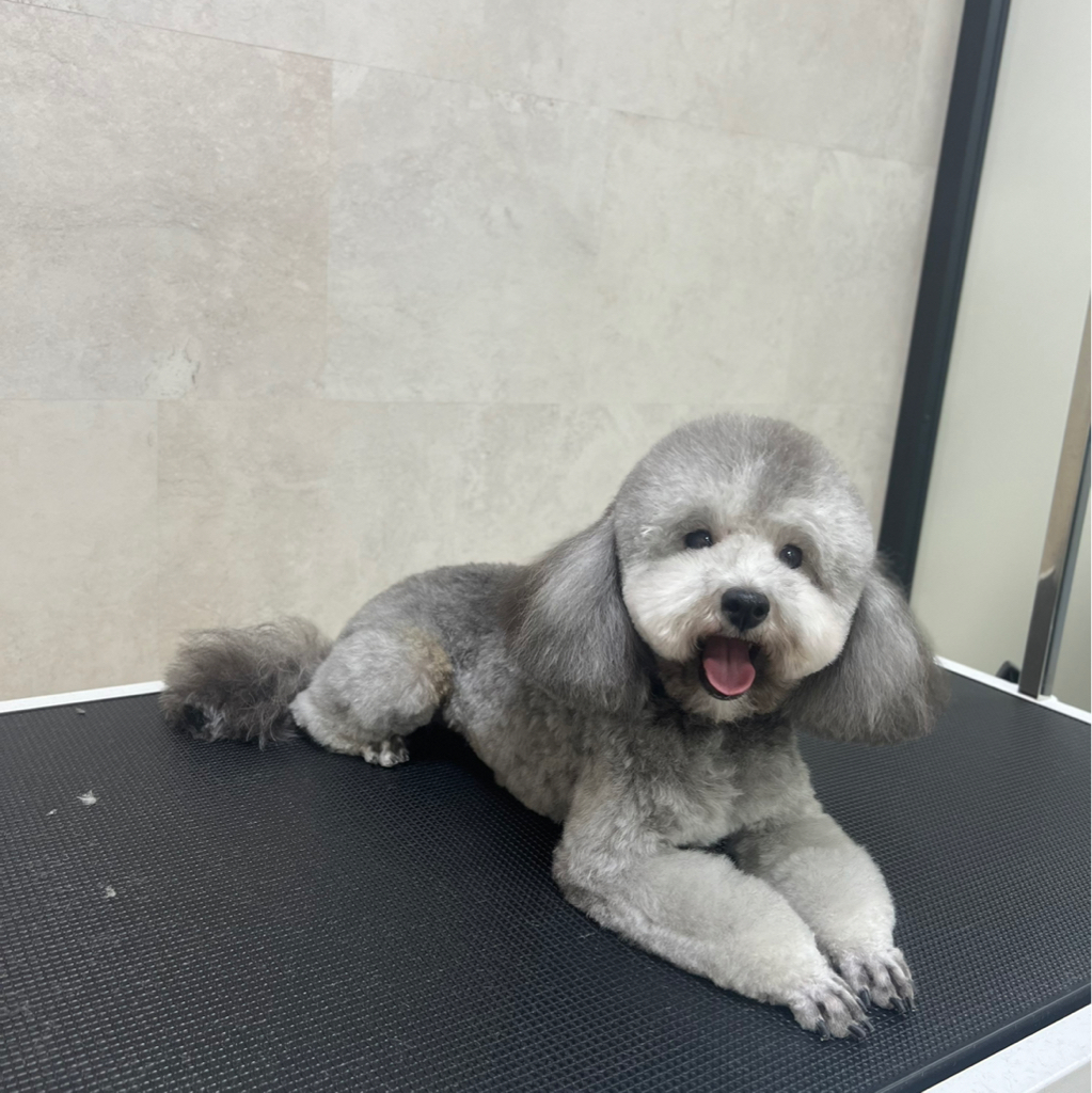 Пудель малый гигиенический комплекс