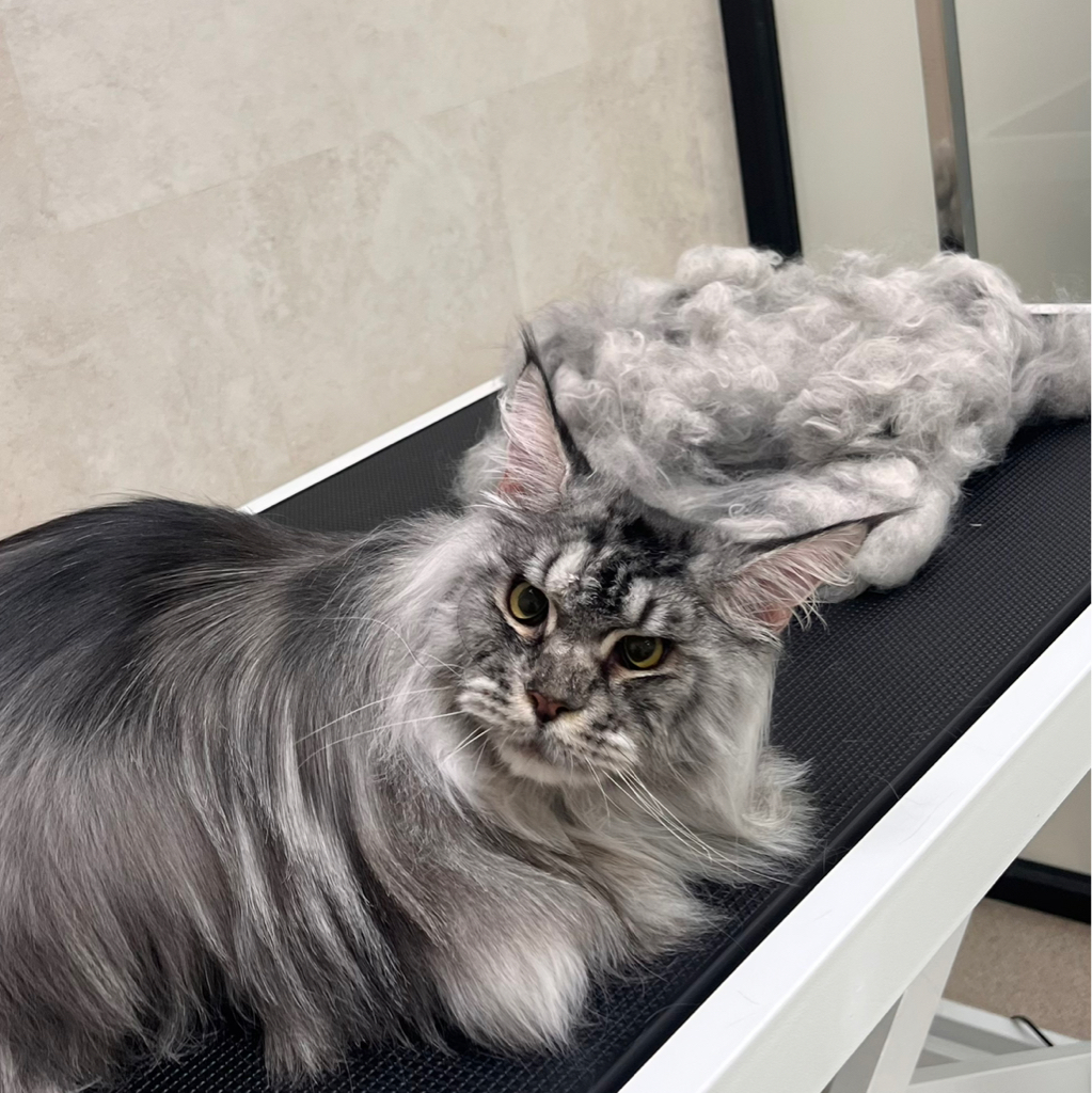 Вычёсывание С КУПАНИЕМ для мейн-куна‼️ если питомец агрессивный или очень переживательный, не усидчивый- свяжитесь с нами перед записью