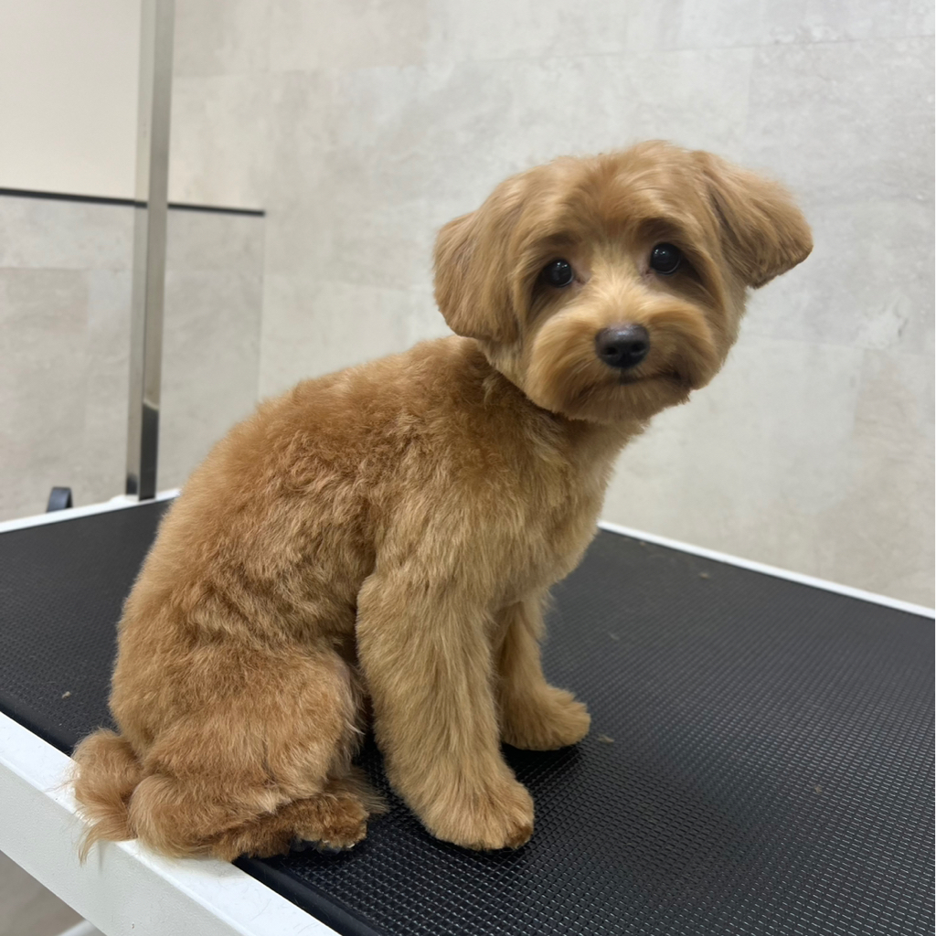 Мальтипу гигиенический комплекс