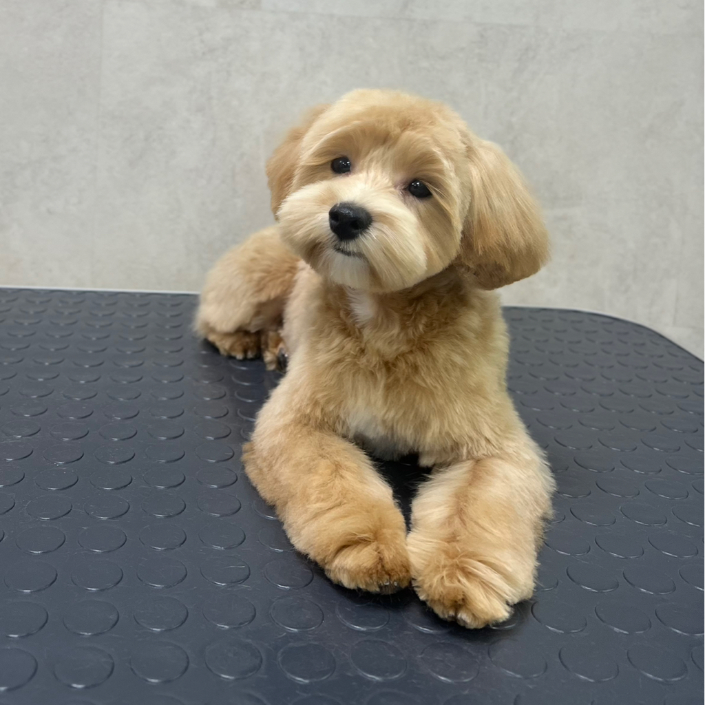 Мальтипу комплекс Стрижка (колтуны не включены) до 2,5 кг