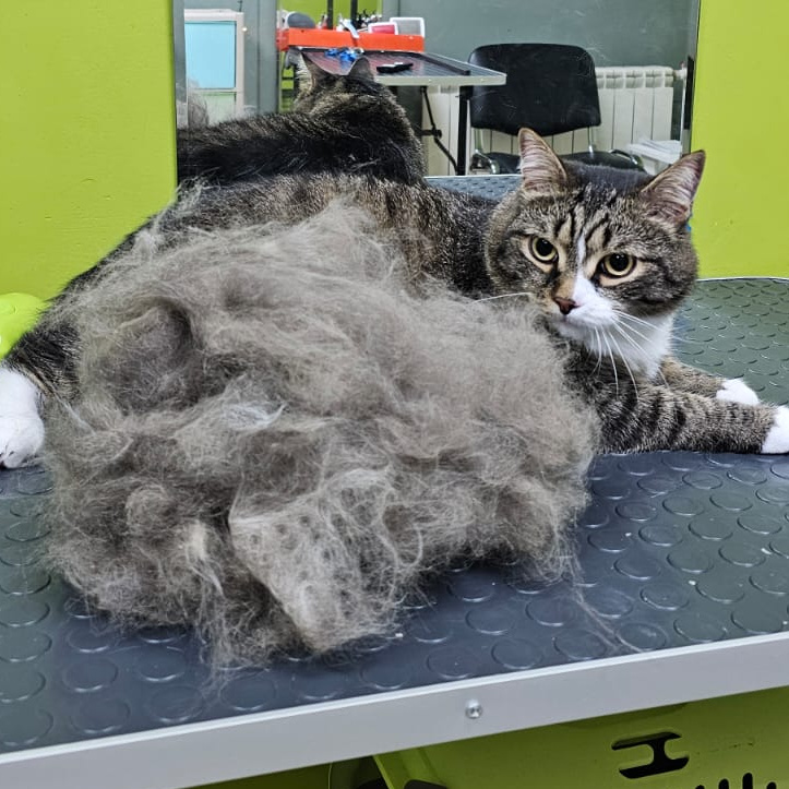 Экспресс-линька кошки гладкошерстной