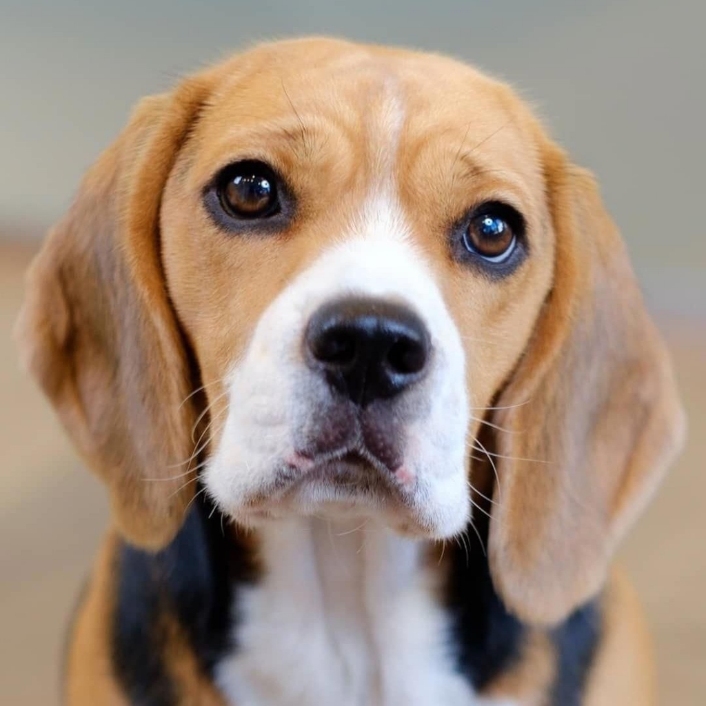 Бигль комплекс