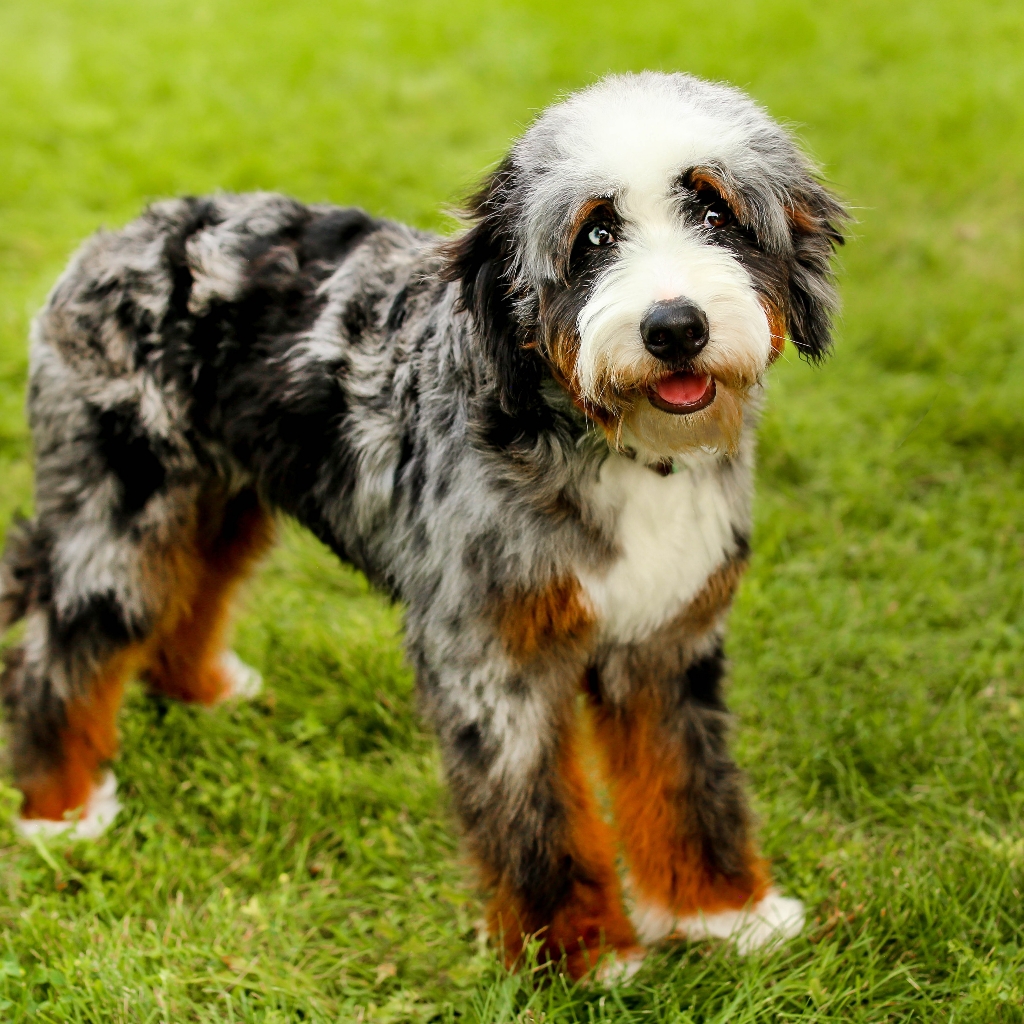 Аусидудль комплекс