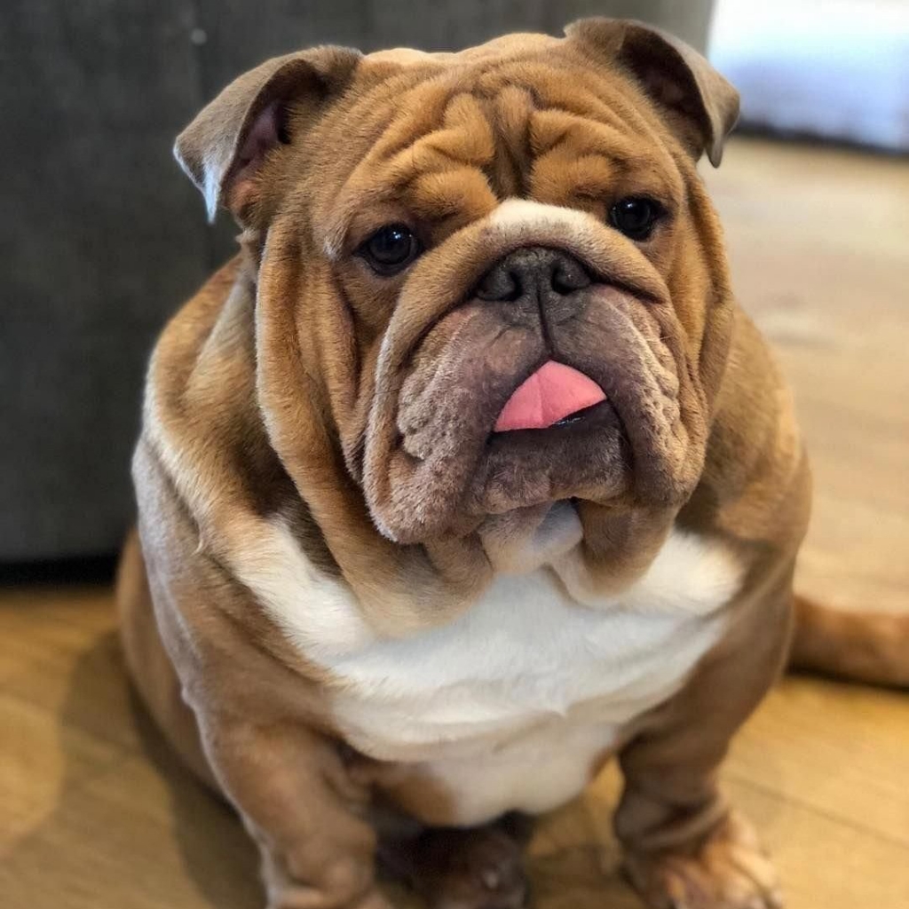 Английский бульдог комплекс