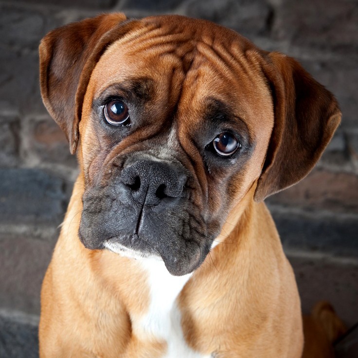 Боксёр комплекс