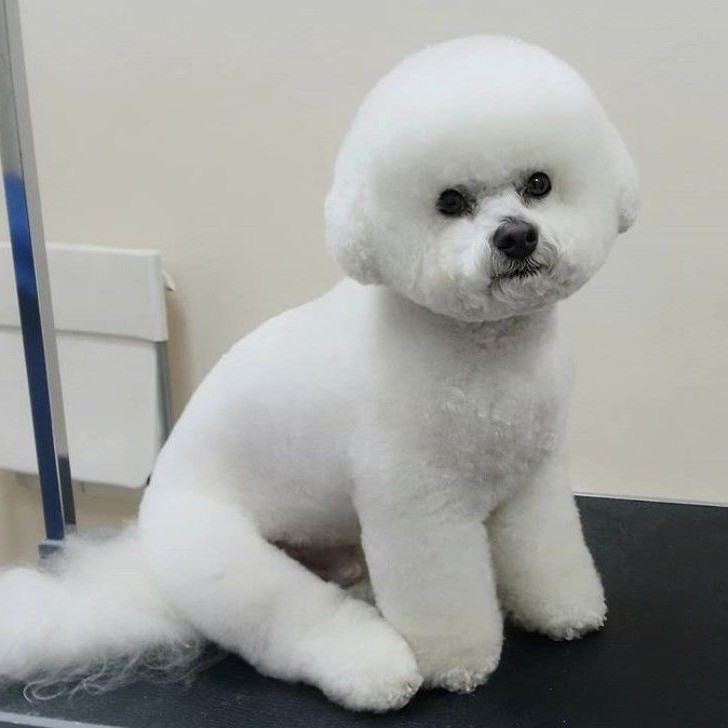 Бишон комплекс