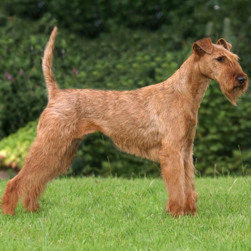 Ирландский терьер комплекс