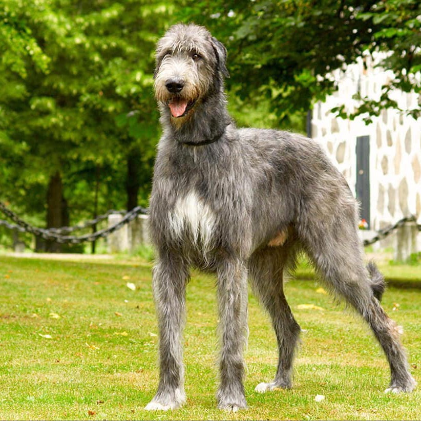 Ирландский волкодав комплекс