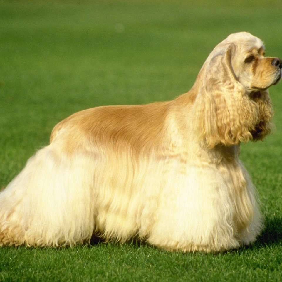 Кокер спаниель американский комплекс