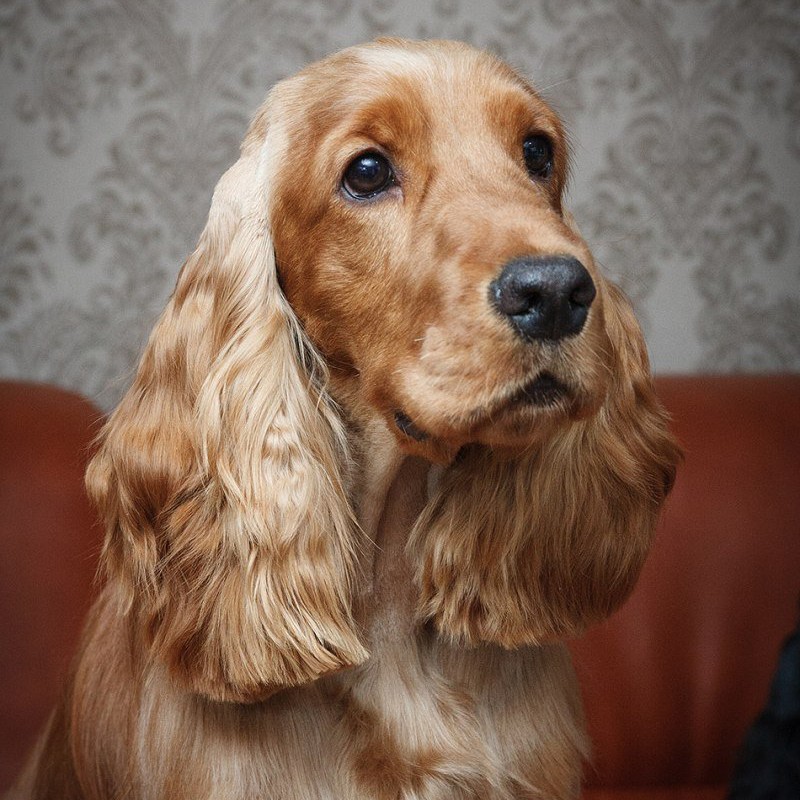 Кокер спаниель английский комплекс