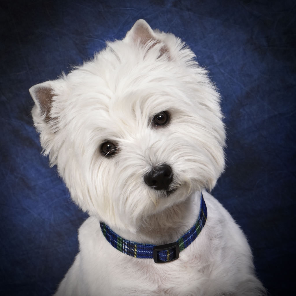 Вест хайленд Вуайт терьер комплекс