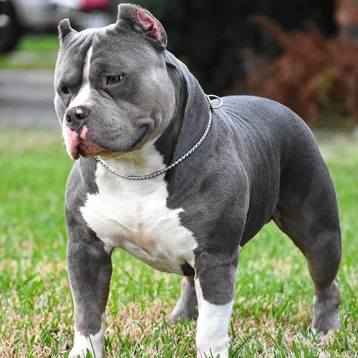 Булли америка