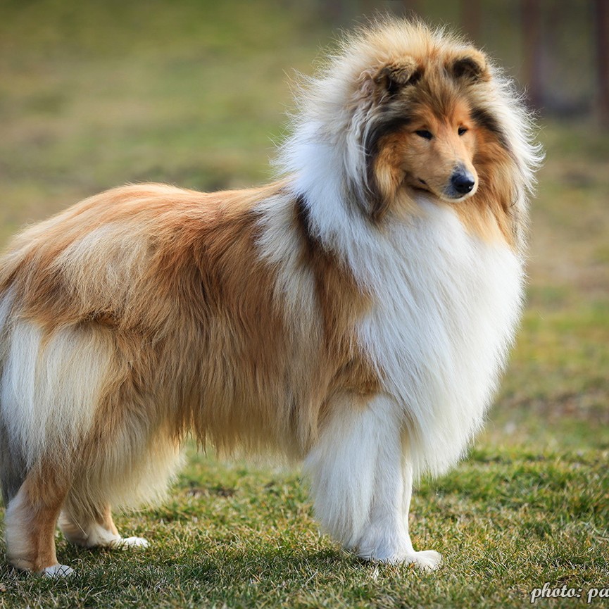 Колли длинношерстная комплекс