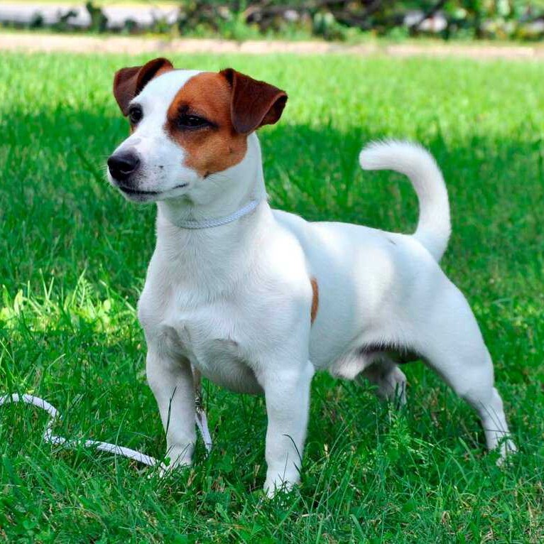 Джек Рассел комплекс