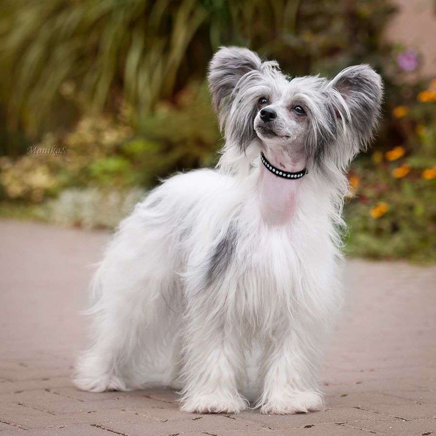 Китайская хохлатая пуховка комплекс