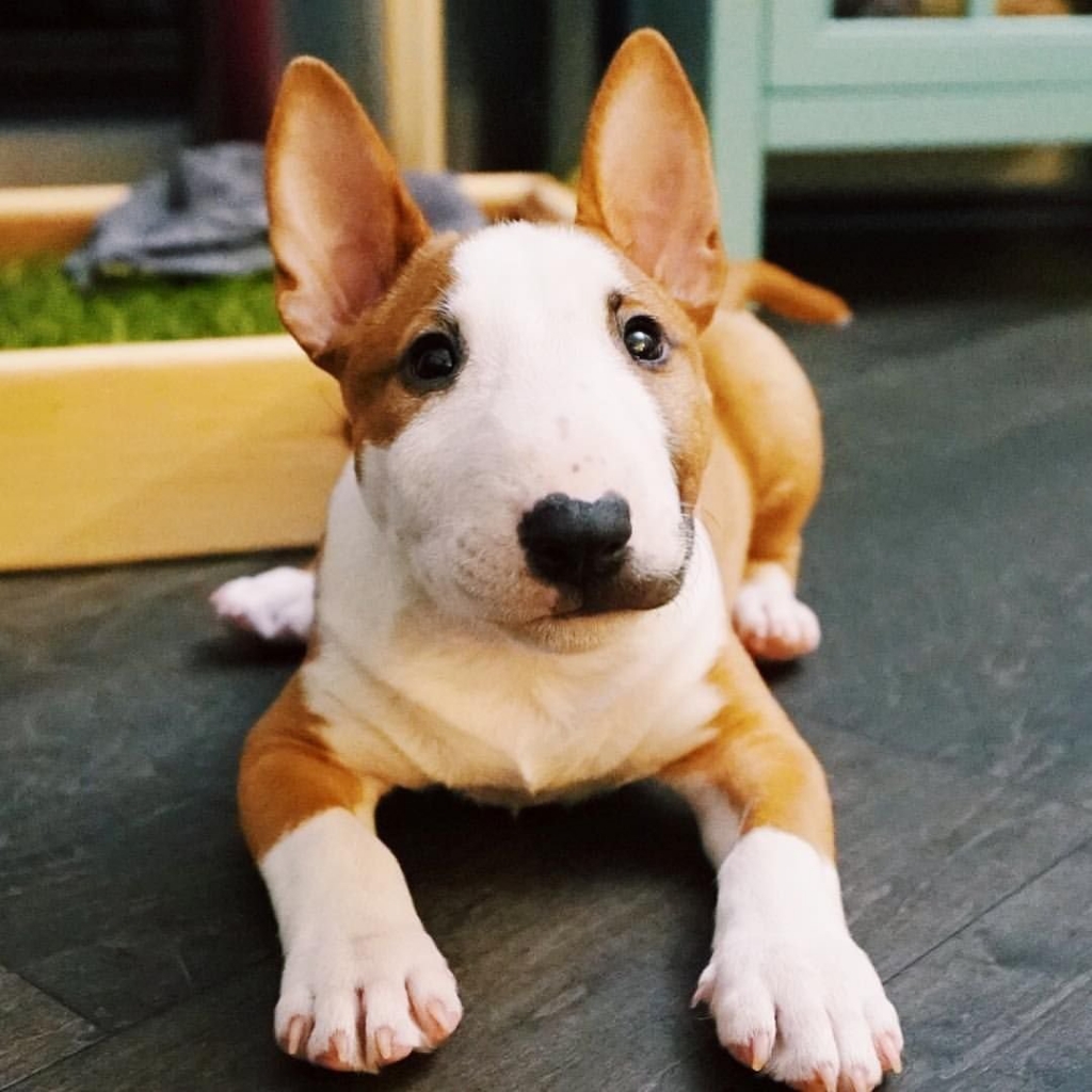 Бультерьер карликовый комплекс