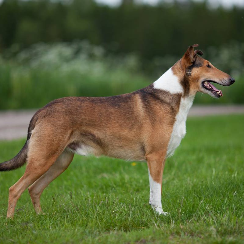 Колли гладкошерстная комплекс