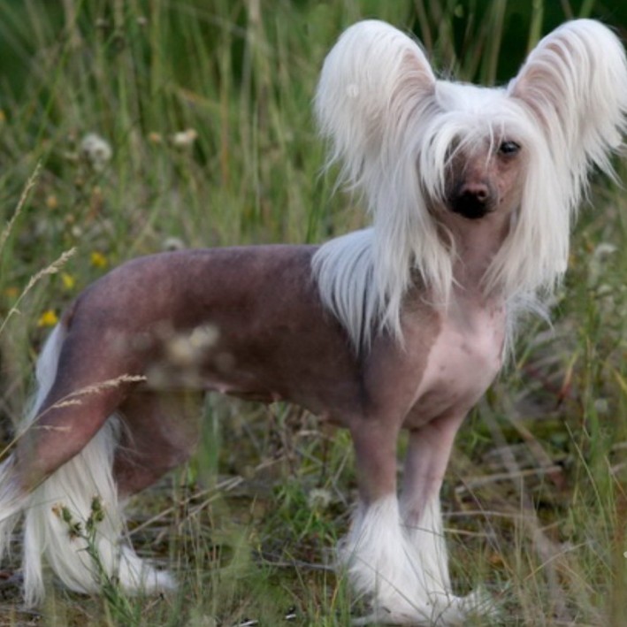 Китайская хохлатая голая комплекс