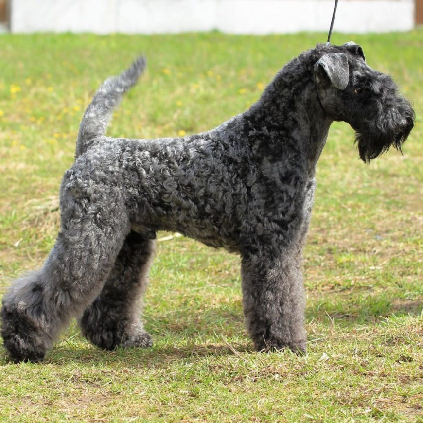 Керри блю терьер комплекс